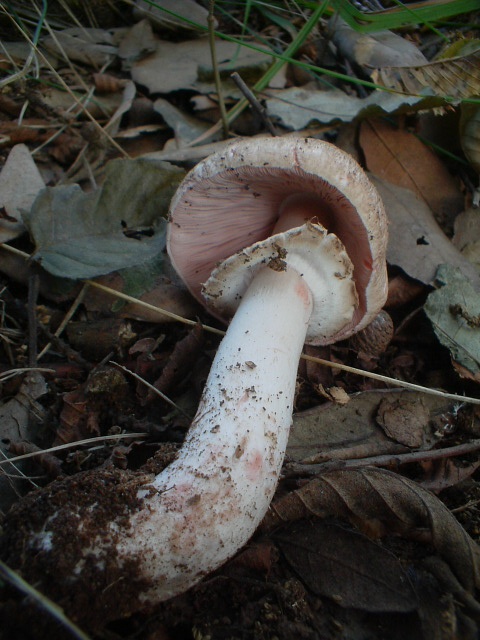 Agaricus silvaticus